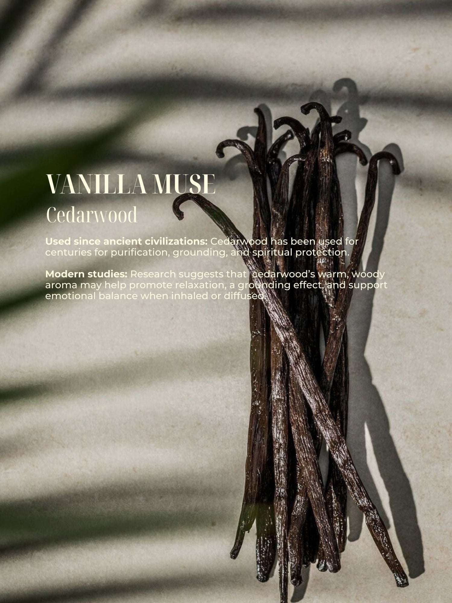 Vanilla Muse (NEW)